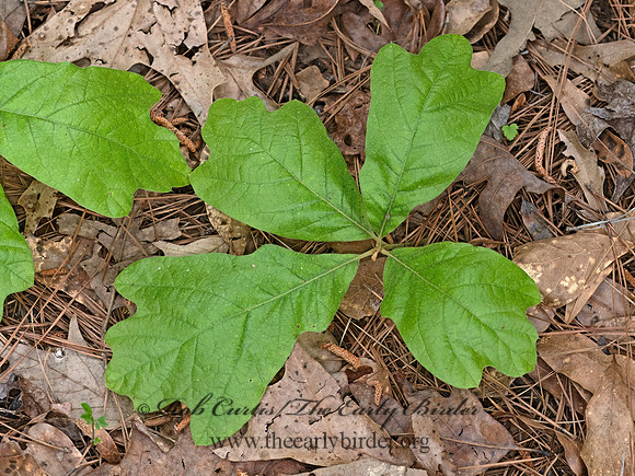 Quercus marilandica  BLACKJACK OAK  3028537-z