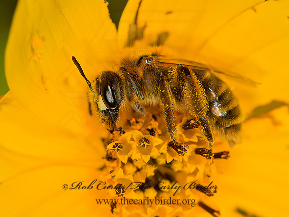Andrena helianthi  SUNFLOWER ANDRENA 9052832z