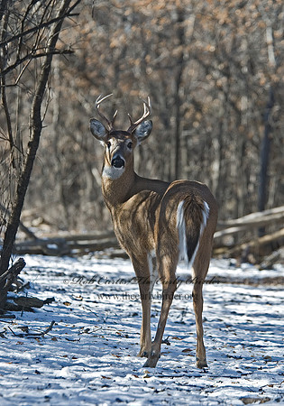 Odocoileus virginianus  WHITE-TAILED DEER  5017840z