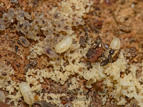 Tapinoma sessile  ODOROUS HOUSE ANT 9058211z