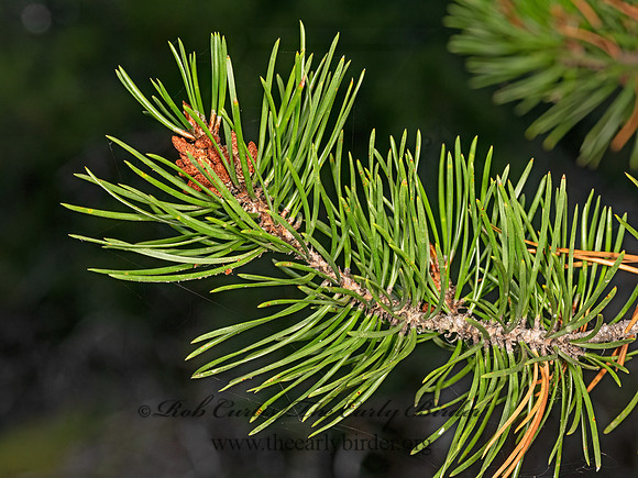 Pinus contorta  LODGEPOLE PINE 3024349-z