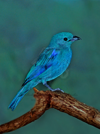 Thraupis episcopis  BLUE GRAY TANAGER 45225z