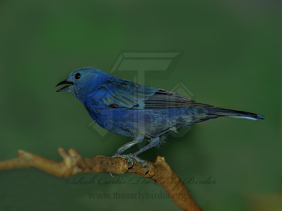 Thraupis episcopis  BLUE GRAY TANAGER 83919z