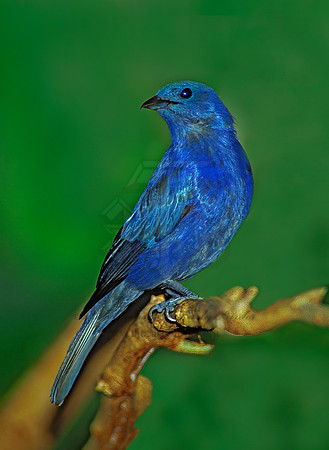 Thraupis episcopis  BLUE GRAY TANAGER 83920z