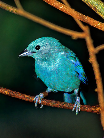 Thraupis episcopis  BLUE GRAY TANAGER 45331z