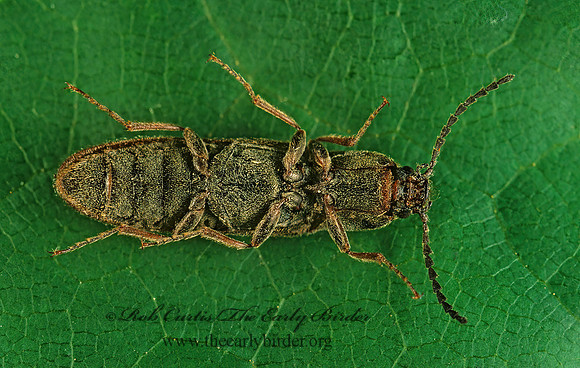 Ctenicera cylindriformis 265932z