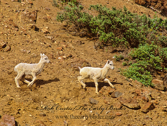 Ovis dalli  DALL SHEEP 235715z