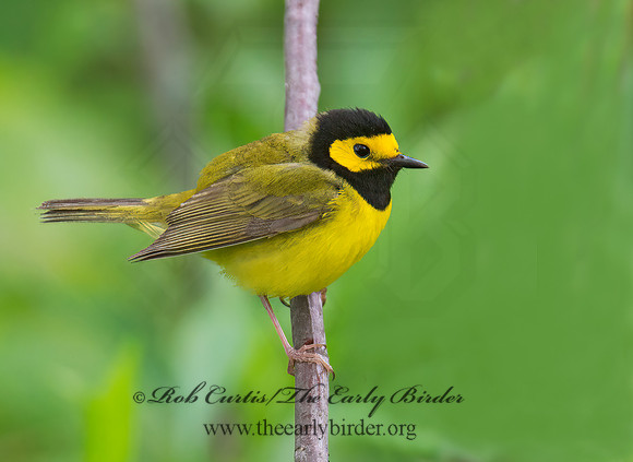 Setophaga citrina  HOODED WARBLER 9000829z