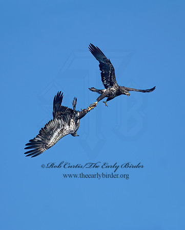 Haliaeetus leucocephalus  BALD EAGLE 7014035z,"1"