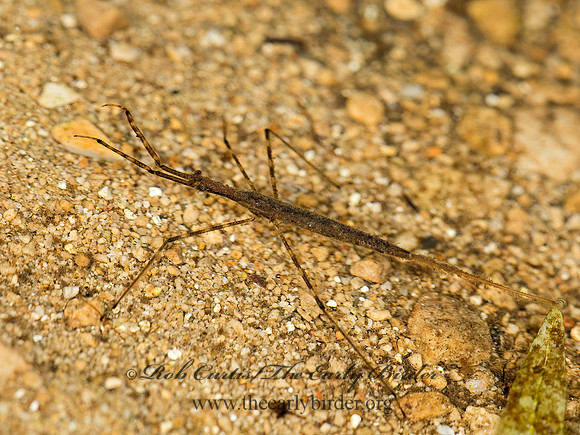 Ranatra  WATERSCORPION 9051951z