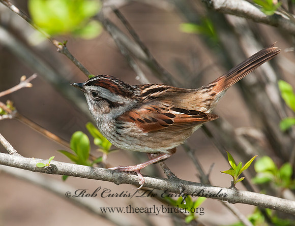 Melospiza georgiana  SWAMP SPARROW 3007236z