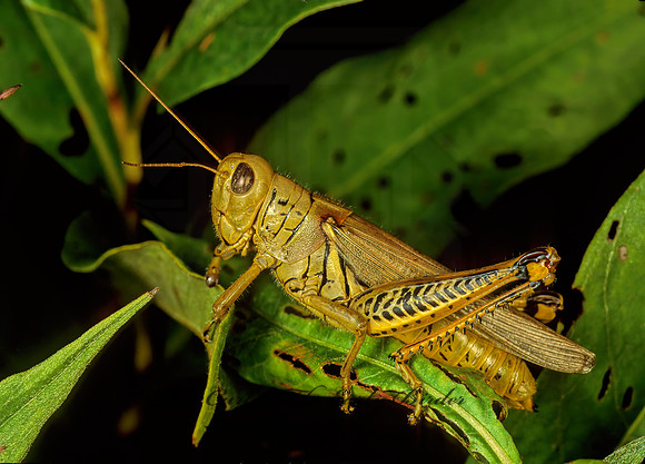 Melanoplus differentialis  DIFFERENTIAL GRASSHOPPER 114929z