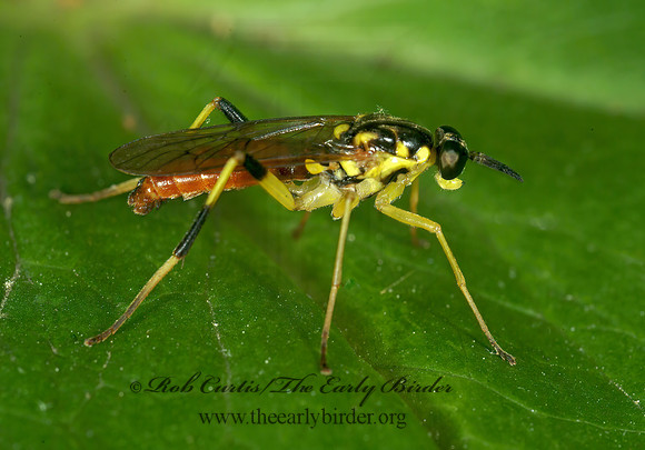 Xylomya tenthredinoides  XYLOMYID FLY 4001868z