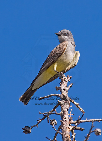 Pyrocephalus rubinus  VERMILION FLYCATCHER 7009594z