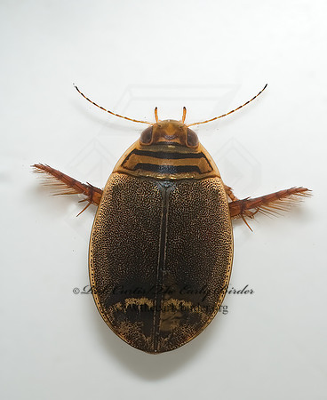 Acilius semisulcatus  ACILIINI DIVING BEETLE 5016514z