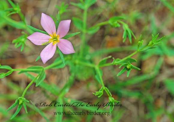 Sabatia campanulate -SLENDER MARSH  PINK 168526z