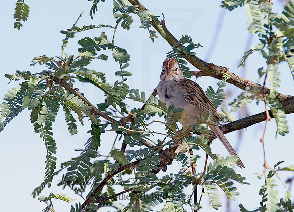 Peucaea carpalis  RUFOUS-WINGED SPARROW 7007808z