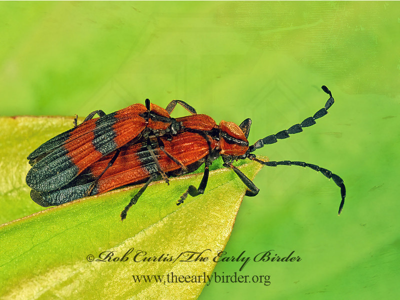 Rob Curtis/The Early Birder | Lycidae (LACEWING BEETLES) | Calopteron ...