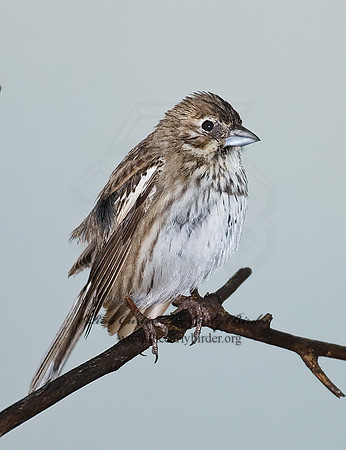 Calamospiza melanocoryx  LARK BUNTING 7011766z