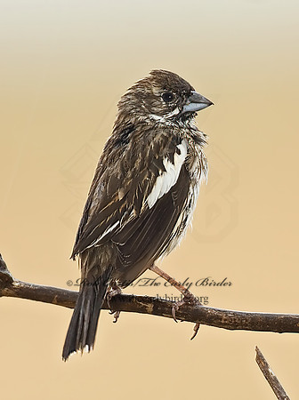 Calamospiza melanocoryx  LARK BUNTING 7011758z