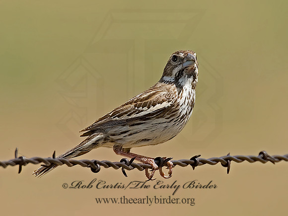 Calamospiza melanocoryx  LARK BUNTING 7011073z