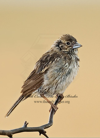 Calamospiza melanocoryx  LARK BUNTING 7011763z