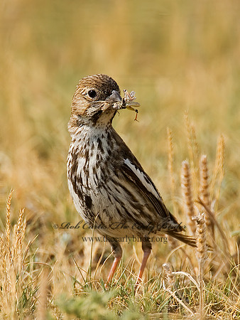 Calamospiza melanocoryx  LARK BUNTING 7011667z