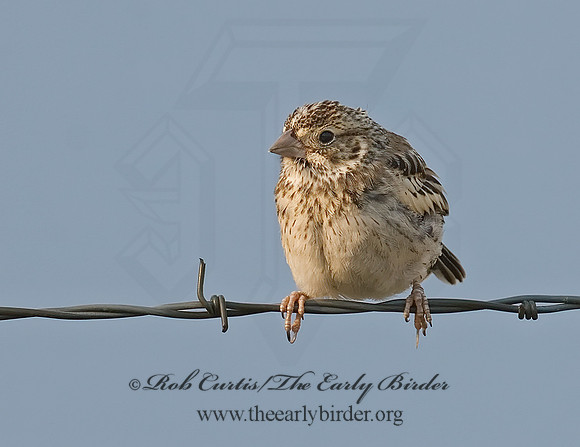 Calamospiza melanocoryx  LARK BUNTING 7011630z