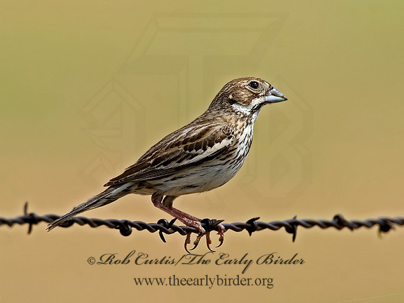 Calamospiza melanocoryx  LARK BUNTING 7011074z