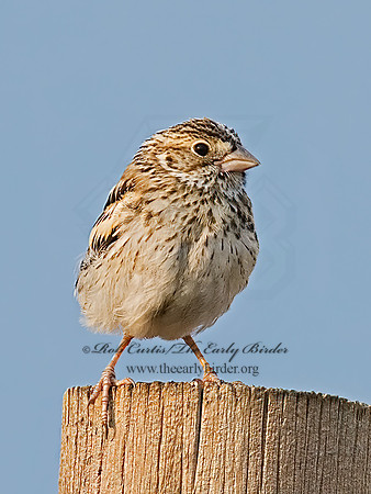 Calamospiza melanocoryx  LARK BUNTING 7011634z