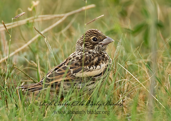 Calamospiza melanocoryx  LARK BUNTING 7011128z