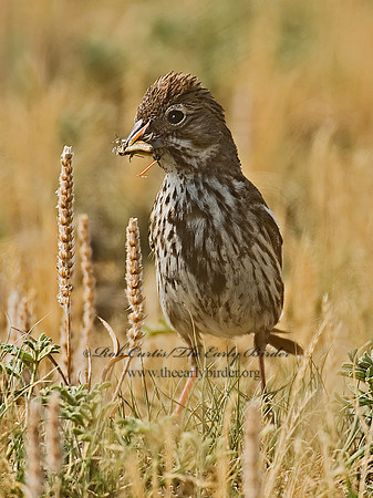 Calamospiza melanocoryx  LARK BUNTING 7011671z