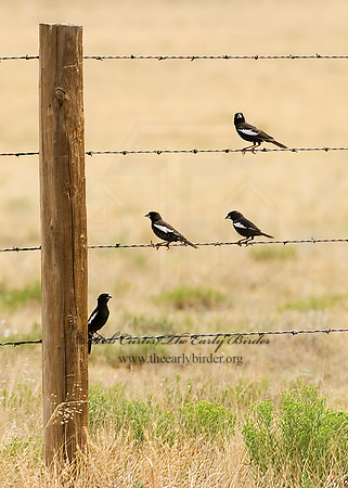 Calamospiza melanocoryx  LARK BUNTING 6027891z