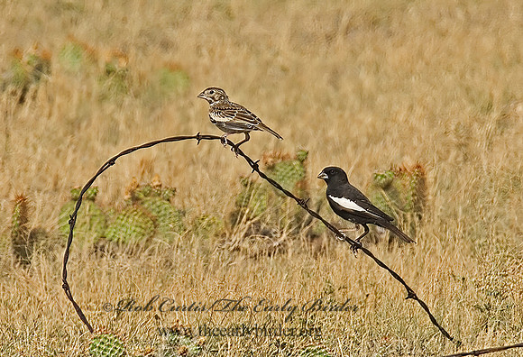 Calamospiza melanocoryx  LARK BUNTING 7011515z