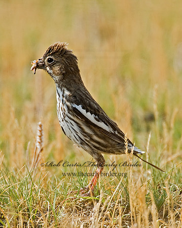 Calamospiza melanocoryx  LARK BUNTING 7011672