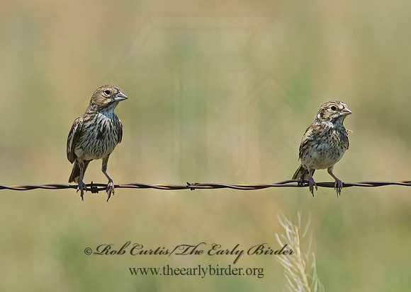 Calamospiza melanocoryx  LARK BUNTING 7011239