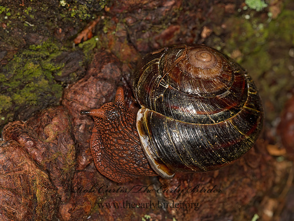 Monadenia fidelis  PACIFIC SIDEBAND~ 9059287z