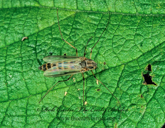 Glyptotendipes  NON-BITING MIDGE 1287522z