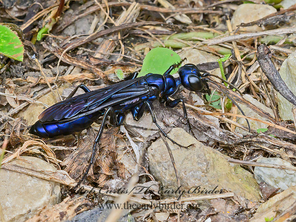 Chlorion aerarium  STEEL-BLUE CRICKET HUNTER 9064249z