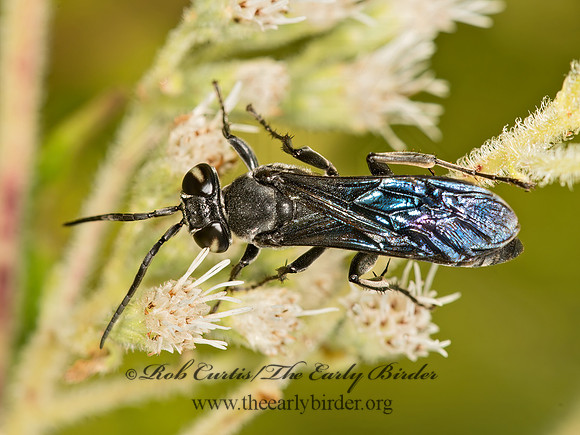 Larra anails  SQUARE-HEADED WASP 9050857z