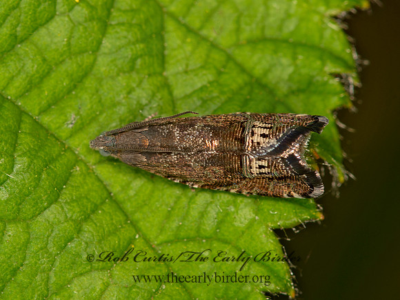 Ephippiphora  TORTRICID MOTH 9058544