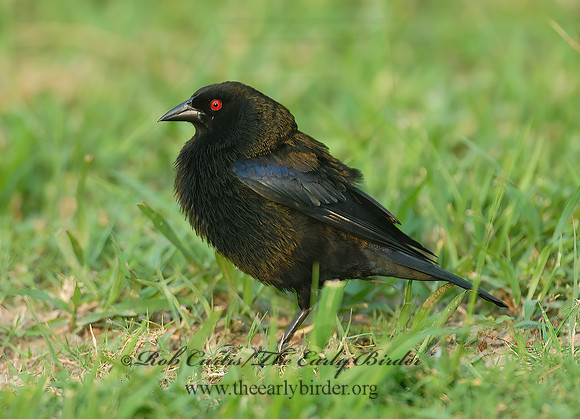 Molothrus aeneus  BRONZED COWBIRD 6023141z
