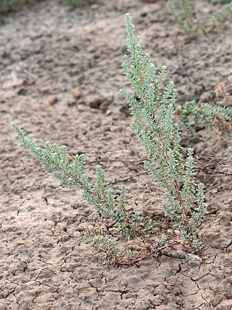 Halogeton glomeratus  SALTLOVER 3023239-z