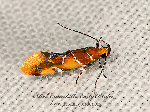 Epicallima argenticinctella  ORANGE-HEADED EPICALLIMA 9066439z