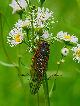 Magicicada septendecim  17-YEAR CICADA 3020978z-