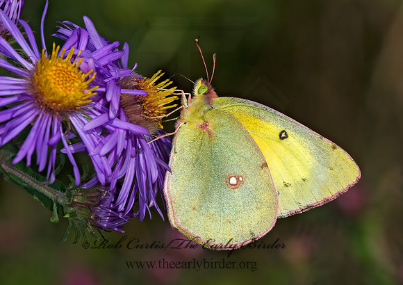 Colias philodice  CLOUDED SULPHUR 6015680z