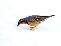 Ixoreus naevius VARIED THRUSH 9007236z