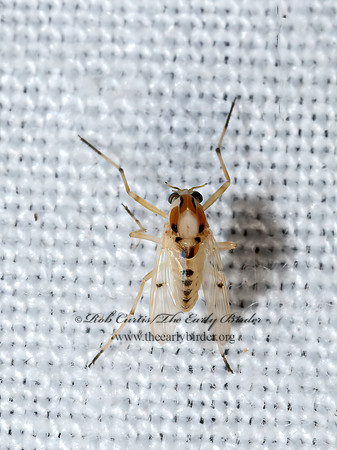 Coelotanypus concinnus  TANYPODINAE MIDGE 3039341z