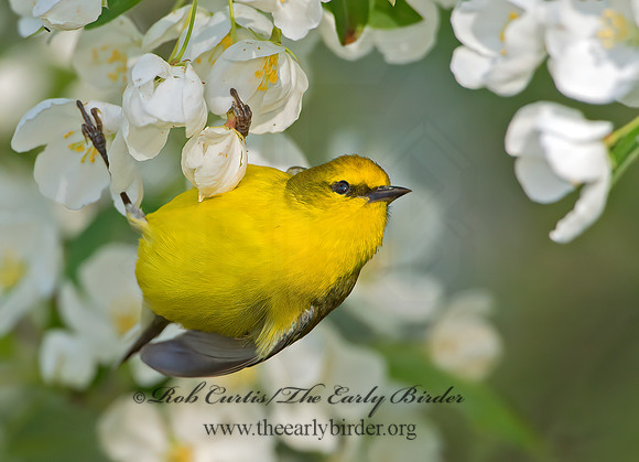 Vermivora cyanoptera  BLUE-WINGED WARBLER 9029628z