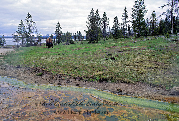 BISON SCENE 133637z